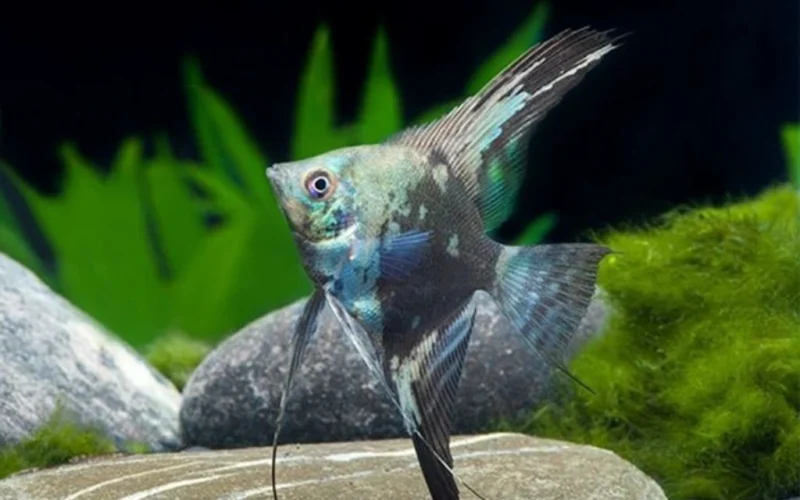 Pez Ángel Bulgarian Acero mediano para acuario, en venta