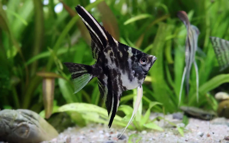 Pez Ángel Mármol Jaspeado mediano en venta online