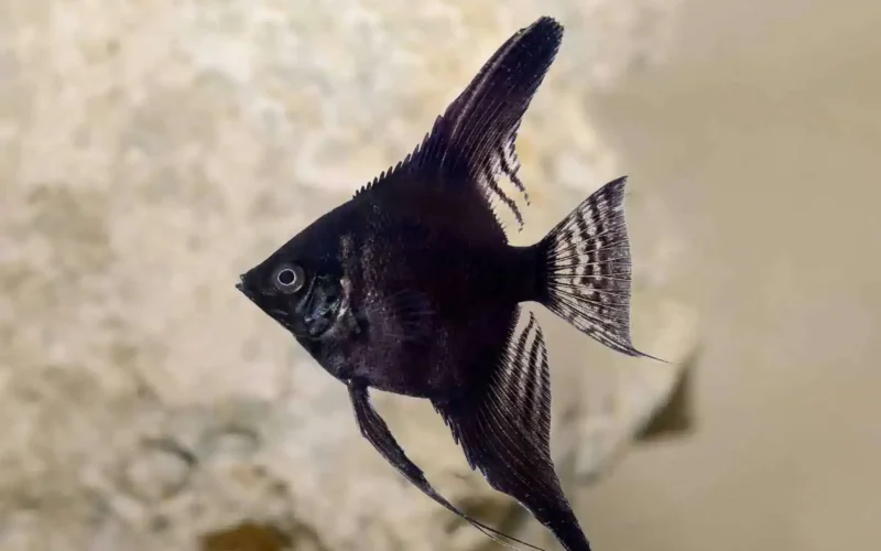 Pez Ángel Negro mediano para acuario de agua dulce