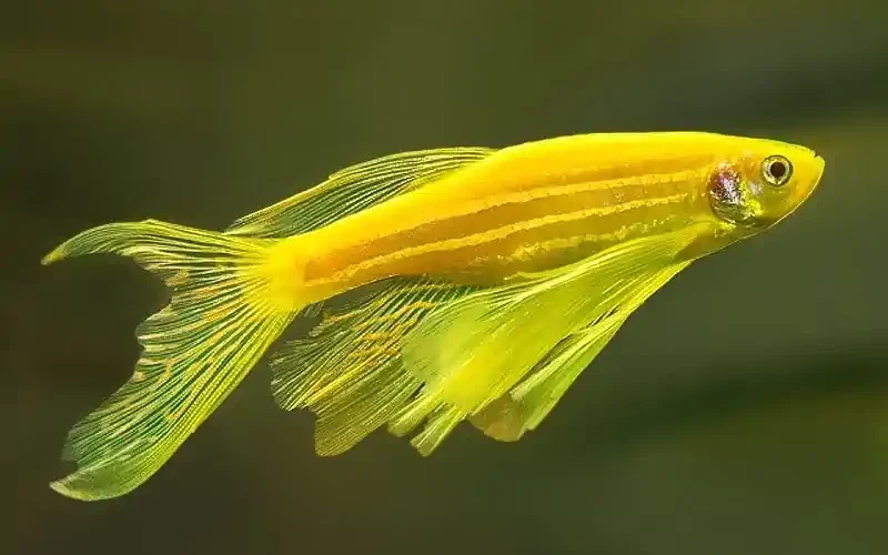 Pez Cebra Naranja Velifera mediana en venta