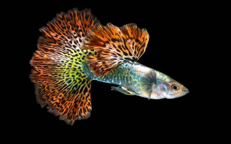 Guppy Red Dragón macho para acuario, en venta