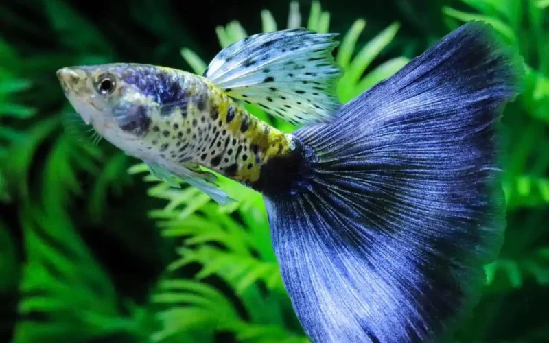 Guppy Tiger Galaxy macho en venta - criadero AquaNova Online