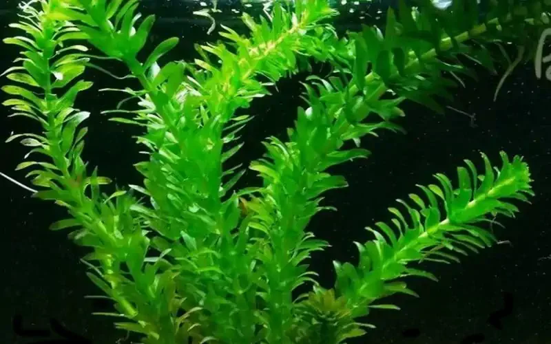 Planta Elodea natural (8 ramas) para acuario de agua dulce
