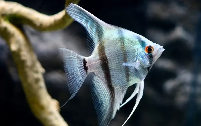 Pez Ángel Cebra Azul mediano para acuario de agua dulce