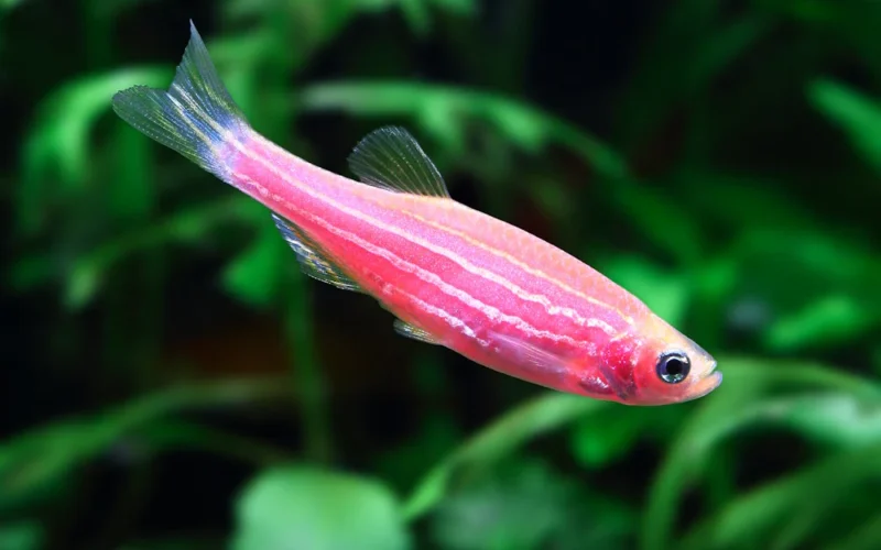 Pez Cebra Rosa Fluorescente mediana en venta online