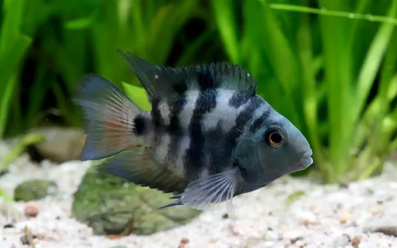Pez Perico Polar Blue mediano para acuario, en venta