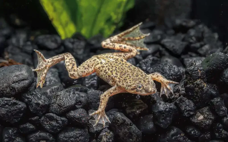 Rana Africana Enana (Hymenochirus boettgeri) mediana en venta