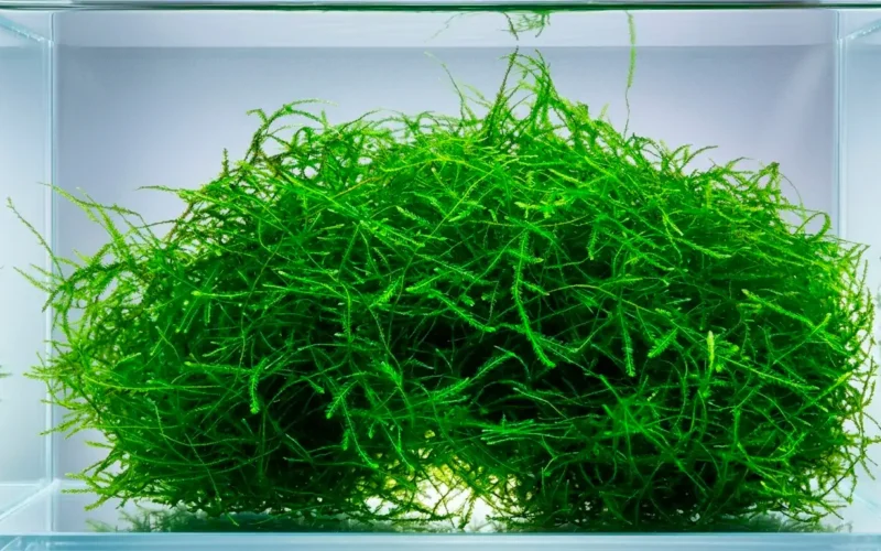 Musgo de Java (Taxiphyllum barbieri) listo para acuario