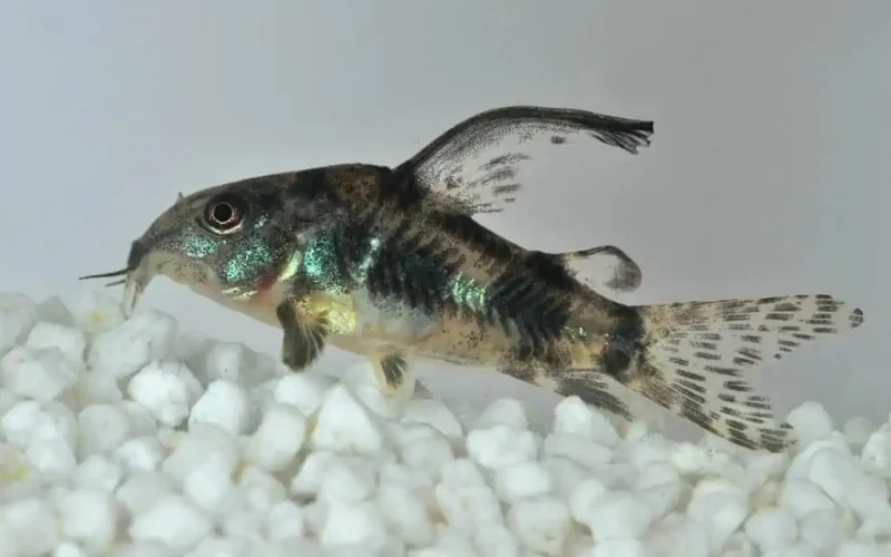 Pez Corydoras Paleatus mediano, ideal para acuario comunitario