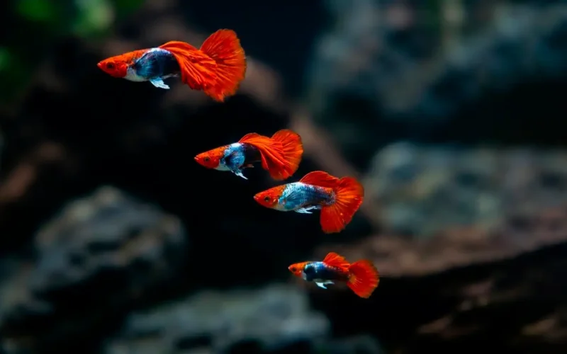 Guppy Tuxedo Koi macho en venta - AquaNova Online