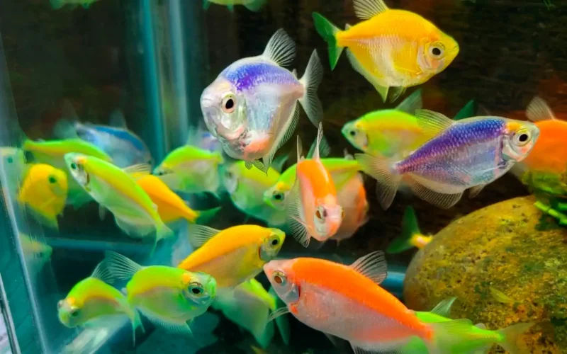 Pez Monja Transgénica adulta, varios colores, en venta online