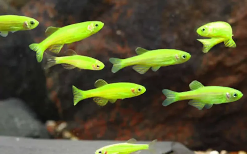 Pez Cebra Verde Fluorescente mediano para acuario