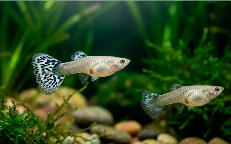 Guppy Red Dragón hembra criada en Celaya, en venta