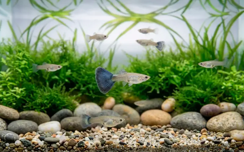 Guppy Tiger Galaxy hembra en venta - criadero AquaNova Online